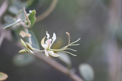 Cadaba fruticosa